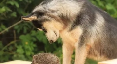Nemormalno zgodno: da li husky može lajati i kako to rade
